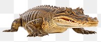 PNG Reptile animal lizard crocodile. 