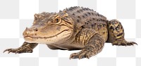 PNG Reptile animal lizard crocodile. 