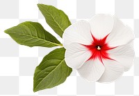 PNG Hibiscus blossom flower petal. AI generated Image by rawpixel.