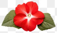 PNG Hibiscus flower petal plant. AI generated Image by rawpixel.