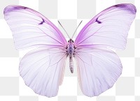 PNG Butterfly animal insect lilac. 