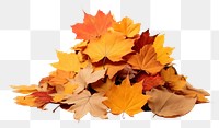 PNG Autumn leaves plant maple. 