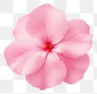 PNG Flower petal plant inflorescence. AI generated Image by rawpixel.