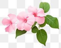 PNG Hibiscus flower petal plant. AI generated Image by rawpixel.