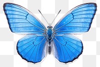 PNG Butterfly insect animal moth. AI generated Image by rawpixel.