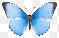 PNG Butterfly animal insect moth. AI generated Image by rawpixel.