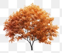 PNG Plant maple tree leaf. AI generated Image by rawpixel.