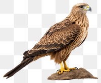 PNG Buzzard animal beak bird. 