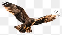 PNG Buzzard vulture animal flying. 