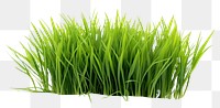 PNG Grass plant green lawn. 