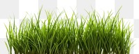 PNG Grass plant lawn white background