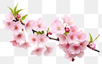 PNG Blossom flower cherry plant. 