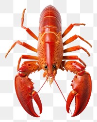 PNG Lobster seafood animal invertebrate. 