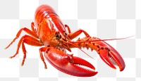 PNG Lobster seafood animal transparent background. 