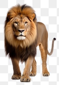 PNG Mammal animal lion transparent background