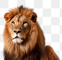 PNG Wildlife mammal animal lion transparent background