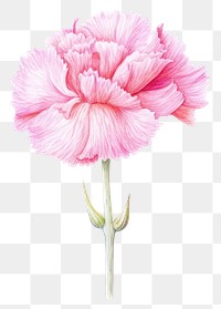 PNG Flower carnation plant inflorescence. AI generated Image by rawpixel.