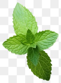 PNG Herbs plant leaf mint. 