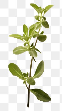 PNG Herbs plant leaf white background. AI generated Image by rawpixel.