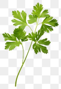 PNG Parsley plant herbs  