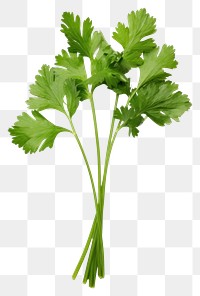 PNG Herbs parsley plant  