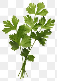 PNG Herbs parsley plant  