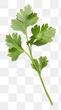 PNG Herbs parsley plant white background. AI generated Image by rawpixel.