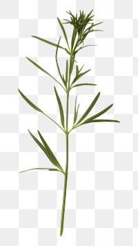 PNG Herbs plant leaf white background. AI generated Image by rawpixel.