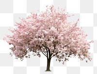 PNG Flower tree blossom cherry transparent background