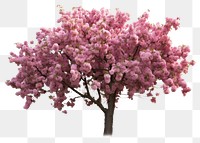 PNG Flower blossom cherry plant transparent background