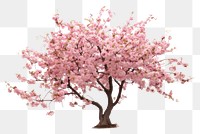 PNG Flower blossom cherry plant transparent background