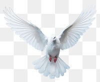 PNG Animal flying bird dove