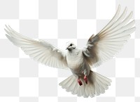 PNG Animal flying bird dove