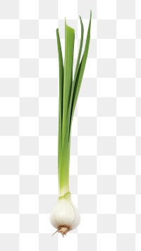 PNG Garlic plant green food. 