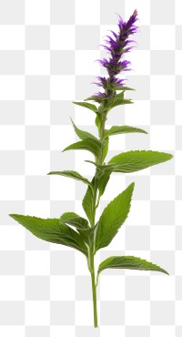 PNG Herbs lavender flower purple. AI generated Image by rawpixel.