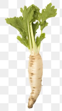 PNG Radish vegetable plant food. AI generated Image by rawpixel.