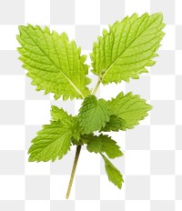 PNG Herbs plant leaf white background. AI generated Image by rawpixel.