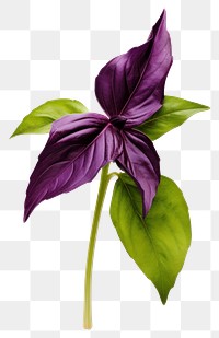 PNG Purple flower plant basil. 