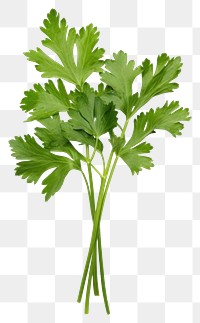 PNG Parsley herbs plant  