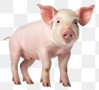 PNG Pig animal mammal transparent background. AI generated Image by rawpixel.