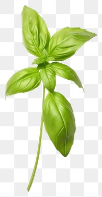 PNG Basil plant herbs leaf. 