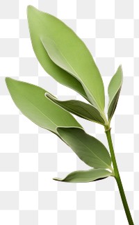 PNG Herbs plant leaf  