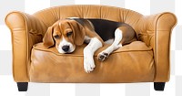 PNG Beagle furniture armchair animal transparent background