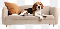 PNG Furniture cushion beagle mammal transparent background