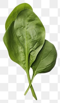 PNG Spinach vegetable plant leaf. 