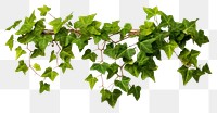 PNG Ivy plant leaf vine