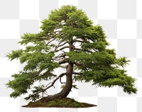 PNG Tree spruce plant fir. AI generated Image by rawpixel.