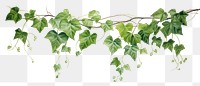 PNG Hanging plant leaf vine