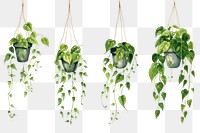 PNG Plant houseplant hanging leaf. AI generated Image by rawpixel.