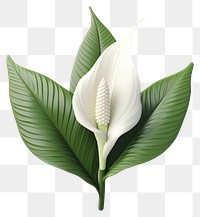 PNG Flower plant leaf freshness. 